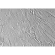 Human Hair Inner Root Sheath Cells (HHIRSC) - Relief contrast, 400x.

