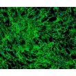 Human Hair Inner Root Sheath Cells (HHIRSC) - Immunostaining for Fibronectin, 100x.
