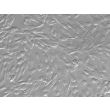 Human Hepatic Stellate Cells (HHSteC) - Relief contrast, 200x.
