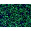 Revived HiPSC-Derived Neural Crest Cells (HiPSC-NCC) -
Immunostaining for SOX10, 100x
