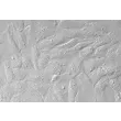 Human Intestinal Smooth Muscle Cells (HISMC) - Relief contrast, 400x.
