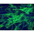 Human Intestinal Smooth Muscle Cells (HISMC) - Immunostaining for α-SMA, 200x.
