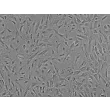 Human Lens Epithelial Cells (HLEpiC) - Phase contrast, 100x.

