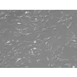 Human Leptomeningeal Pericytes (HLP) – Relief contrast, 200x
