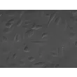 Human Leydig_Cells (HLC) Relief contrast, 400x..
