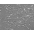 Human Mesenteric Fibroblasts (HMeF)-Relief Contrast, 200x
