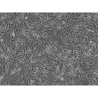 Human Myometrial Smooth Muscle Cells (HMSMC)-Phase contrast, 100x.
