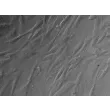 Human Myometrial Smooth Muscle Cells (HMSMC)-Relief contrast, 400x.
