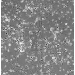 Human Neurons HN - phase contrast, 200x
