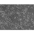 Human Neurons-midbrain (HN-mb) - Relief contrast, 400x.
