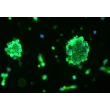 Human Oligodendrocyte Precursor Cell-oligospheres (HOPC-os) - Immunostaining for A2B5, 100x.

