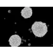 Human Oligodendrocyte Precursor Cell-oligospheres (HOPC-os) - Phase contrast, 200x.
