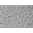 Human Oral Keratinocytes (HOK) - Relief contrast, 400x.
