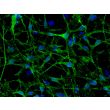 Human Pluripotent Stem Cell derived-Schwann Cells, immunostained for p75(green) 200X