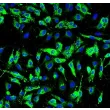 Human Pulmonary Artery Endothelial Cells (HPAEC) - Immunostaining for vWF, 200x.
