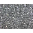 Human Pulmonary Fibroblasts (HPF) - Phase contrast, 200x.
