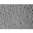 Human Renal Glomerular Endothelial Cells (HRGEC) - Relief contrast, 200x.
