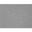 Human Retinal Astrocytes (HRA) - Relief contrast, 200x.
