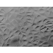 Human Seminal Vesicle Epithelial Cells (HSVEpiC) - Relief contrast, 400x.
