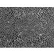 Human Sertoli Cells (HSerC)-Phase contrast, 100x.
