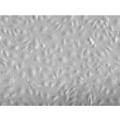 Human Splenic Endothelial Cells (HSEC) - Relief contrast, 200x.
