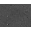 Human Thymic Fibroblasts (HTyF) - Relief contrast, 400x.
