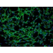 Human Thymic Fibroblasts (HTyF) - Immunostaining for Fibronectin, 200x.
