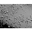 Human Tonsil Epithelial Cells (HTEpiC) - Relief contrast, 100x.
