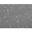 Human Tonsil Fibroblasts (HTF) - Phase contrast, 100x.
