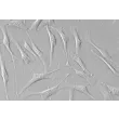Human Trabecular Meshwork Cells (HTMC) - Relief contrast, 400x.
