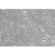 Human Trabecular Meshwork Cells (HTMC) - Phase contrast, 200x.
