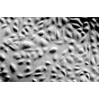 Human Tracheal Epithelial Cells (HTEpiC) - Relief contrast, 200x.
