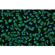Human Umbilical Artery Endothelial Cells (HUAEC) - Immunostaining for vWF, 200x.
