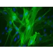 Human Umbilical Vein Smooth Muscle Cells (HUVSMC) - Immunostaining for α-SMA, 400x.
