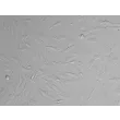 Human Uterine Fibroblasts (HUF)-Relief Contrast, 200x.
