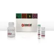 Malachite Green Phosphate Assay
