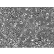 Mouse Astrocytes (MA) - Phase contrast, 100x.
