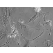 Mouse Cardiac Myocytes (MCM) - Relief contrast, 400x.
