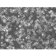 Mouse Cerebellar Granule Cells (MGC) - Phase contrast, 200x.
