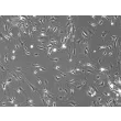 Mouse Dermal Fibroblasts (MDF)- Phase Contrast, 100x
