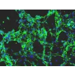 Mouse Embryonic Fibroblasts-mitomycin C treated (MEF-mt) - Immunostaining for Fibronectin, 200X.
