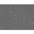 Mouse Hepatic Mesothelial Cells (MHMeC) - Relief Contrast, 200x