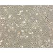 Mouse Hepatic Mesothelial Cells (MHMeC) - Phase Contrast, 100x