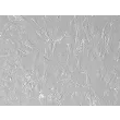 Mouse Lymphatic Fibroblasts (MLF) – Relief Contrast, 200x

