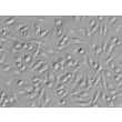 Mouse Macrophages-bone marrow (MMa-bm) - Relief contrast, 400x.
