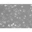Mouse Macrophages-bone marrow (MMa-bm) - Phase contrast, 200x.
