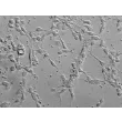 Mouse Neurons-cortical (MN-c) - Relief contrast, 400x.
