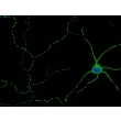 Mouse Neurons-cortical (MN-c) - Immunostaining for β-Tubulin III, 600x.
