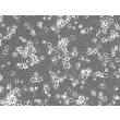 Mouse Neurons-cortical (MN-c) - Phase contrast, 200x.
