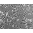 Mouse Meningeal Cells (MMenC) - Phase contrast, 200x.
